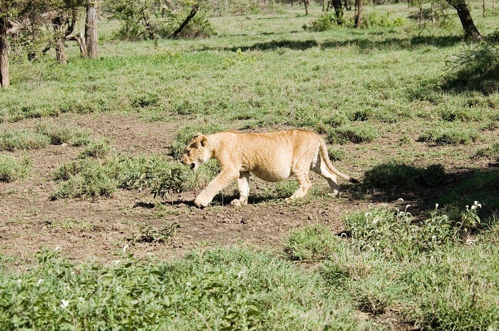 Ndutu loveflok03.jpg - Lion (Panthera leo), Tanzania March 2006